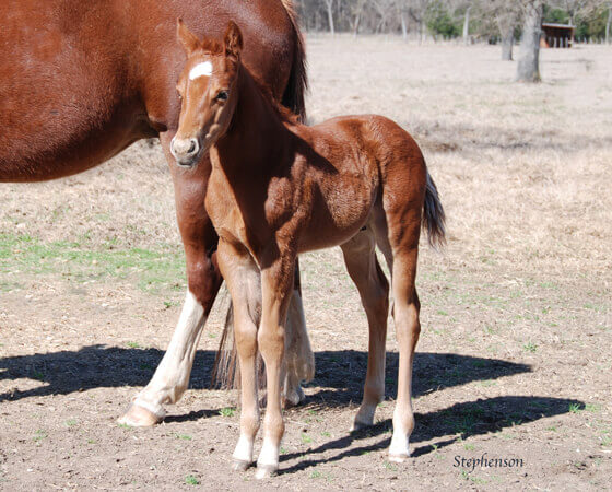 CD Diamond x Sues Barn Cat - 2018 Colt